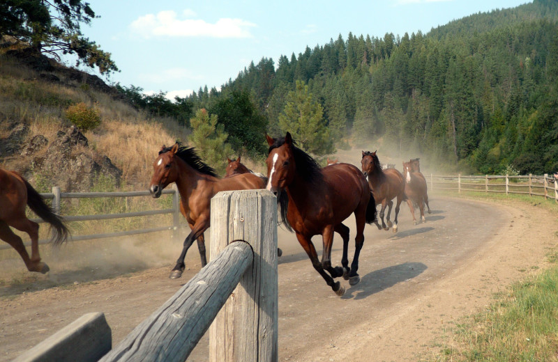 Red Horse Mountain Ranch (Harrison, ID) - Resort Reviews
