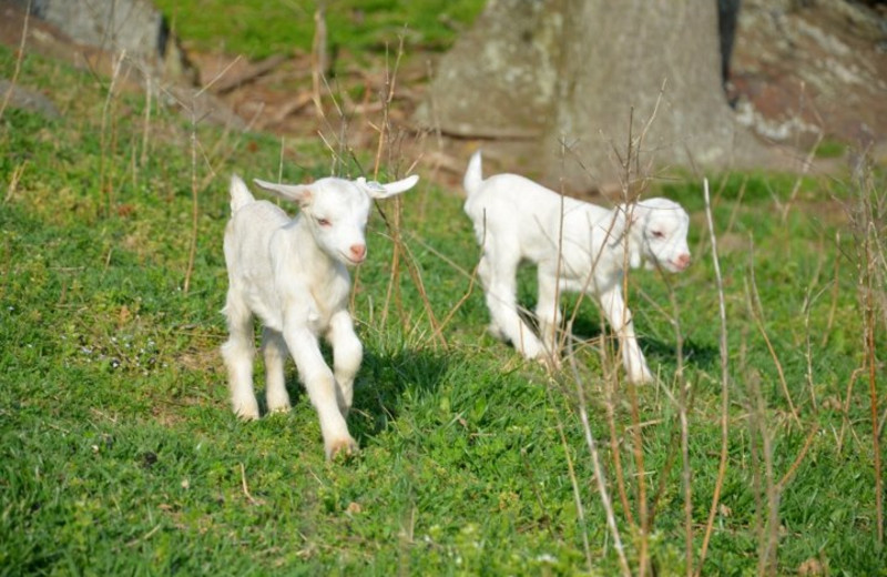 Animals at Horseshoe Canyon Ranch