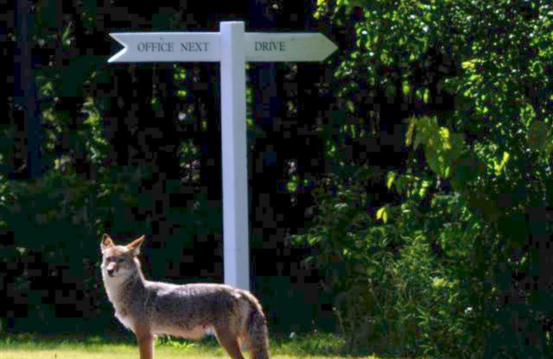 Wild life at The West Shore Resort.