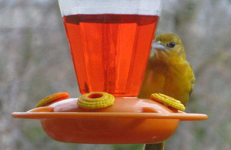 Bird watching at Harris Hill Resort.