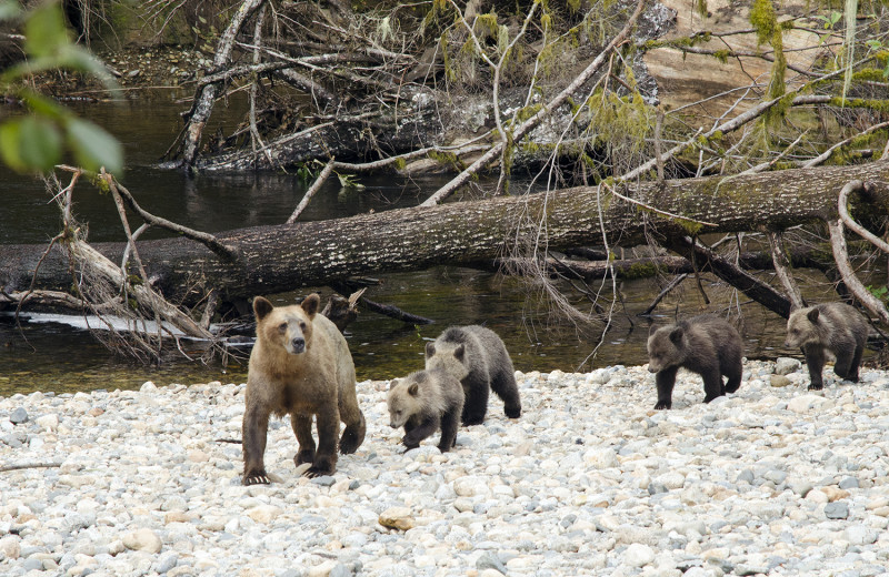 Grizzly bears at Grizzly Bear Lodge & Safari.