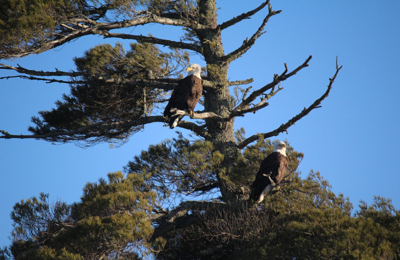 Eagles at Pine Beach Resort-Side Lake.