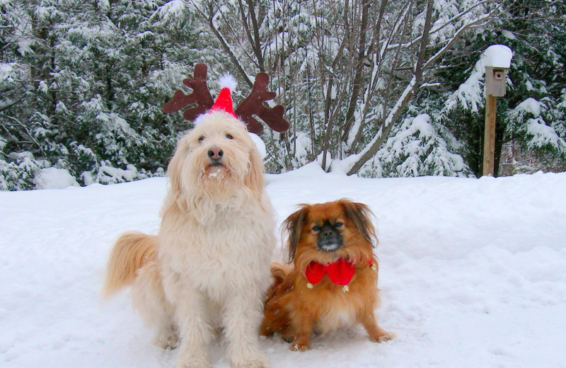 Pets welcome at Foscoe Rentals.