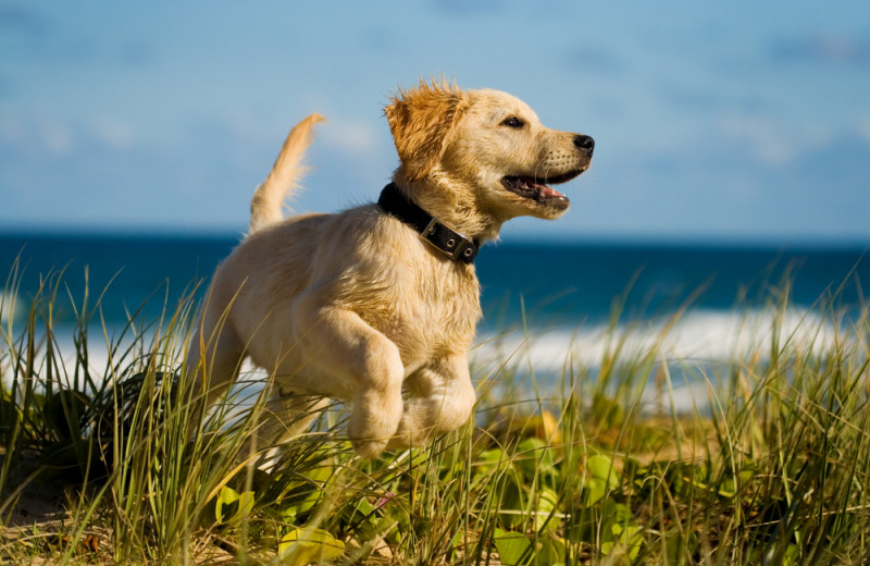 Pets welcome at Southern Shores Realty.