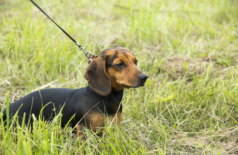 Pets welcome at Oceanside Ocean Front Cabins.