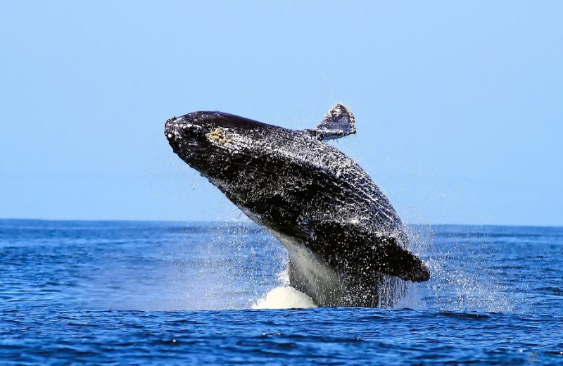 Whale watching at The Oceanfront Inn.