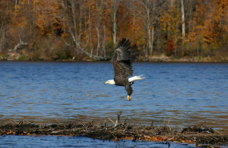 Wildlife at Mike & Sandy Tall Pines Resort on Nelson Lake