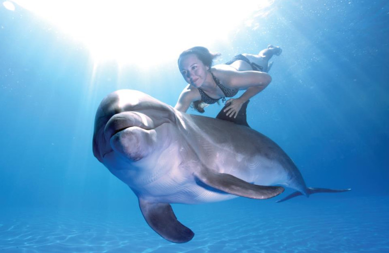 Dolphin Adventures at Pueblo Bonito Sunset Beach