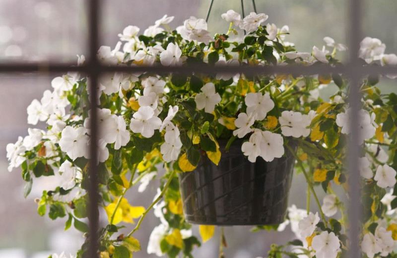 Flowers at Mount Battie Motel.