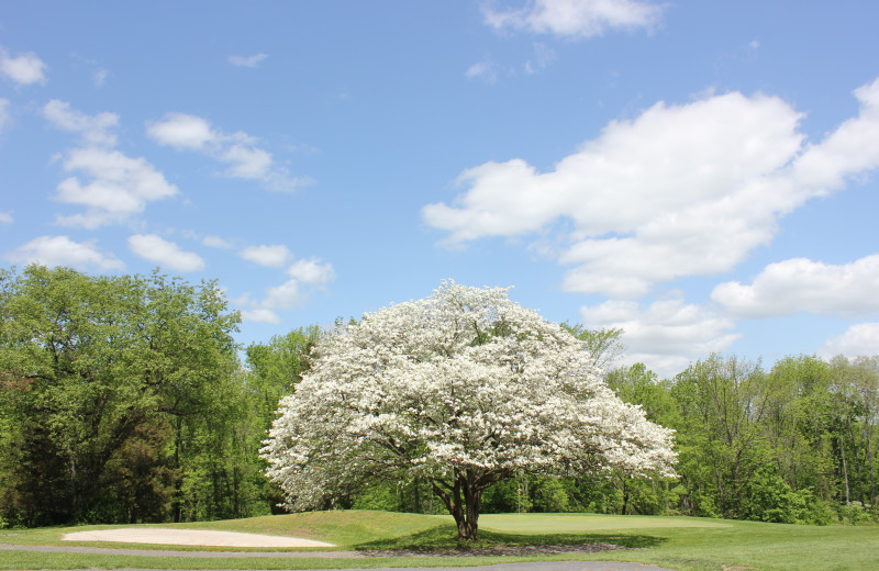 Golf course at Water Gap Country Club.