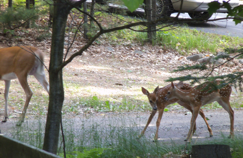 Deer at Wind Drift Resort.