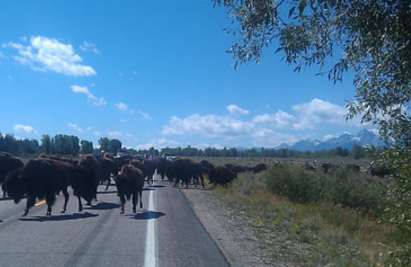 Wild Animals at Teton Range Resort 