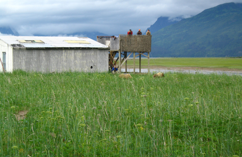 Bear camp at Great Alaska Adventure Lodge.