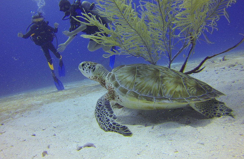 Diving at Silver Palms Inn.