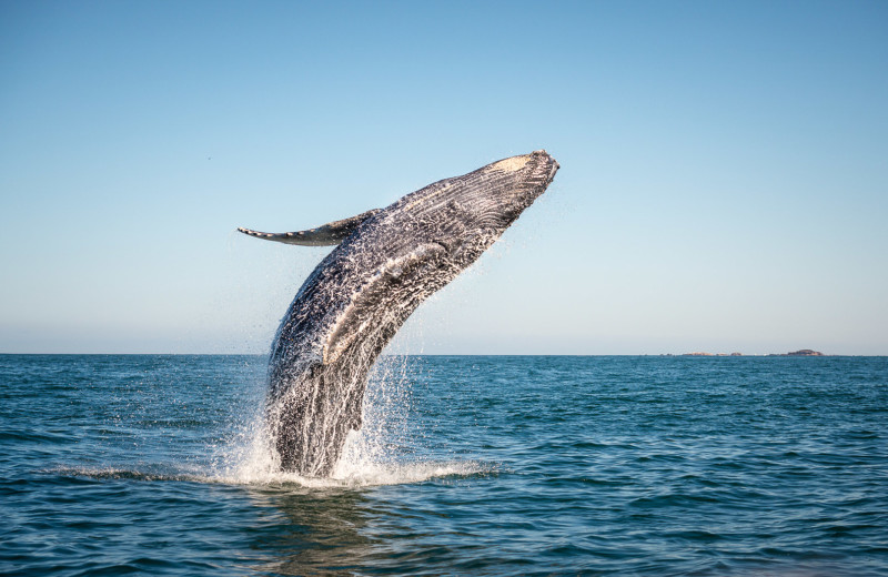 Humpback whales at Monterey Plaza Hotel 