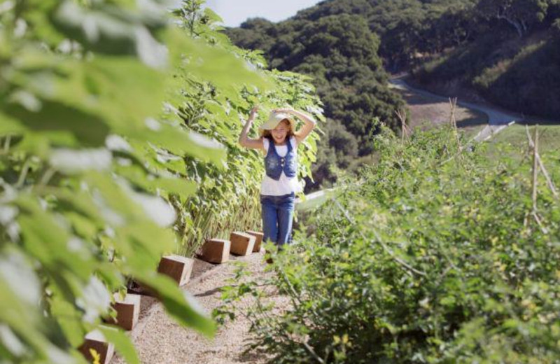 Organic Garden at Carmel Valley Ranch
