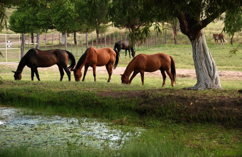 Horses at Cibolo Creek Ranch.