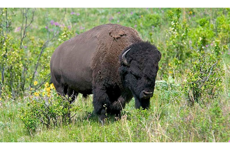 Bison at Ninepipes Lodge.