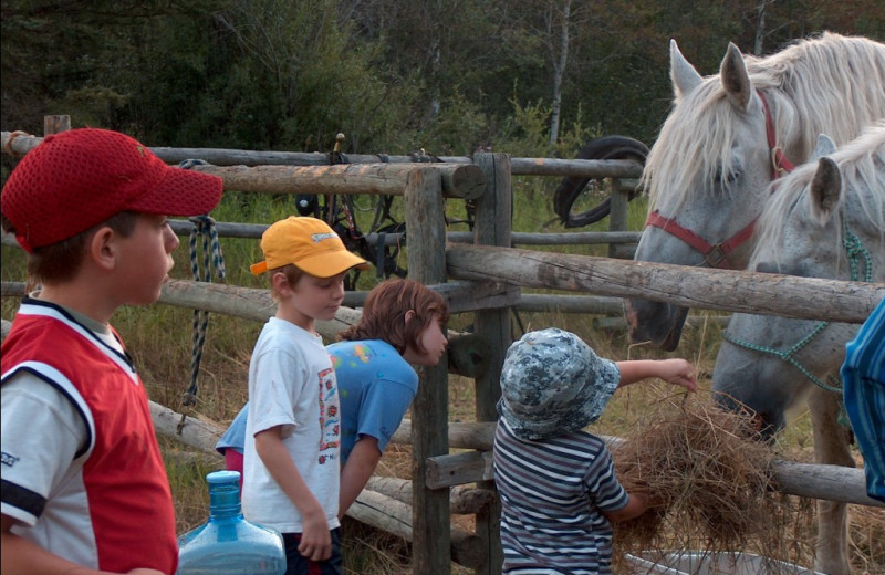 Kids feeding horses hay at Trailhead Ranch.