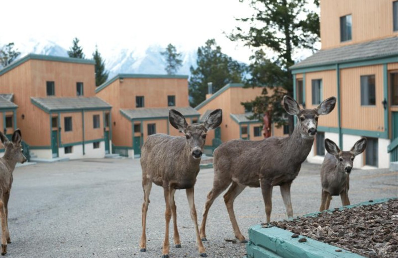 Wildlife at Douglas Fir Resort & Chalets.