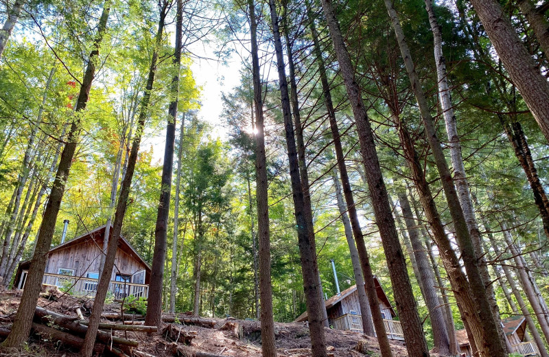 Cabins at Grunberg Haus Vermont Bed 