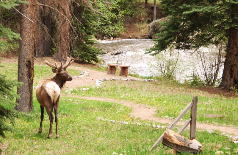 Elk at The Evergreens On Fall River.