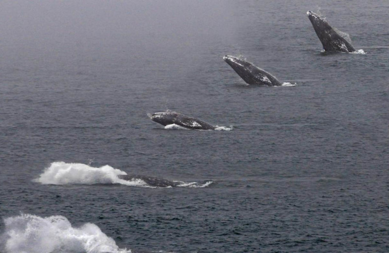 Whales at Admiral's Beach Retreat.