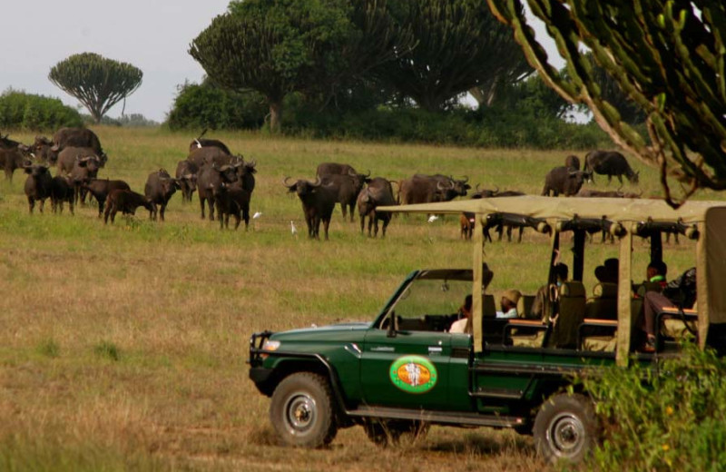 Safari drives at Mweya Safari Lodge.