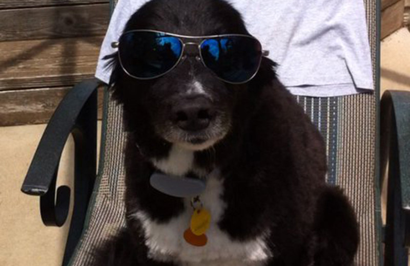 Pet friendly accommodations at Robin's Resort.
