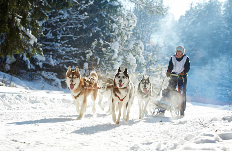 Dog sled at Inns of Waterville Valley.