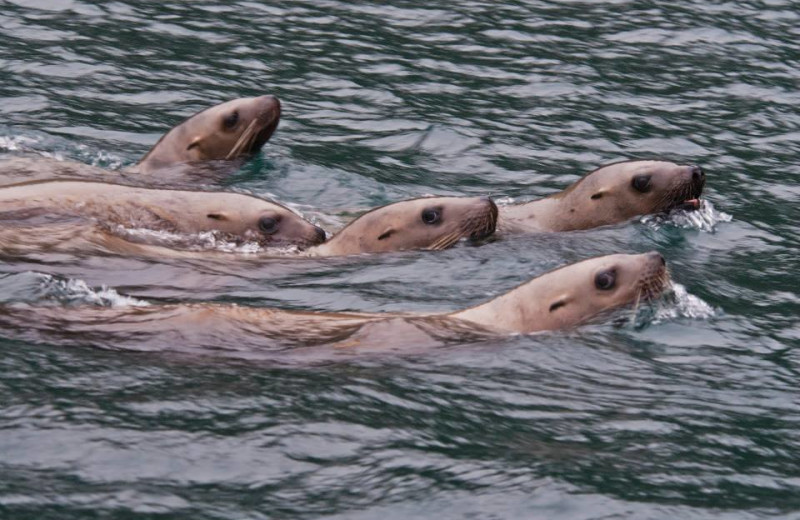 Seals at Elfin Cove Resort.