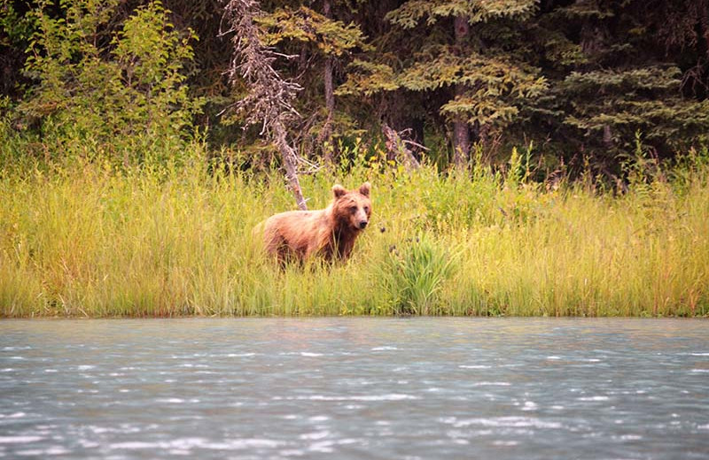 Bears at Big Sky Charter & Fishcamp.