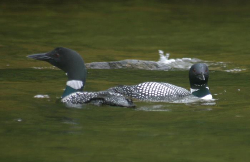 Loons on the lake at Whisperwood Lodge and Cottages.