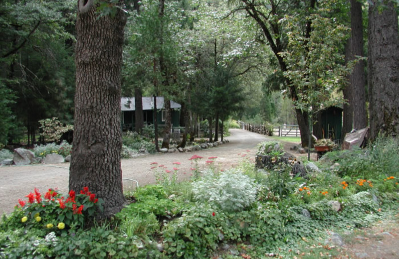 Exterior view of Ripple Creek Cabins.