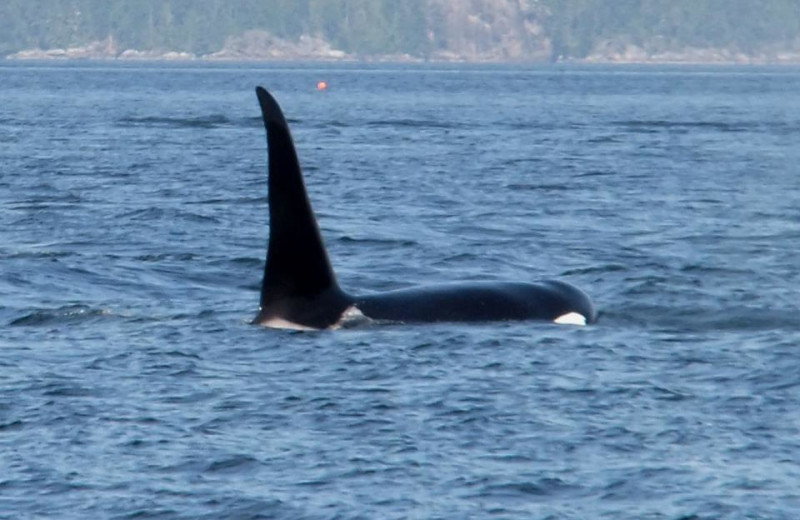 Orca whales at Blackfish Lodge.