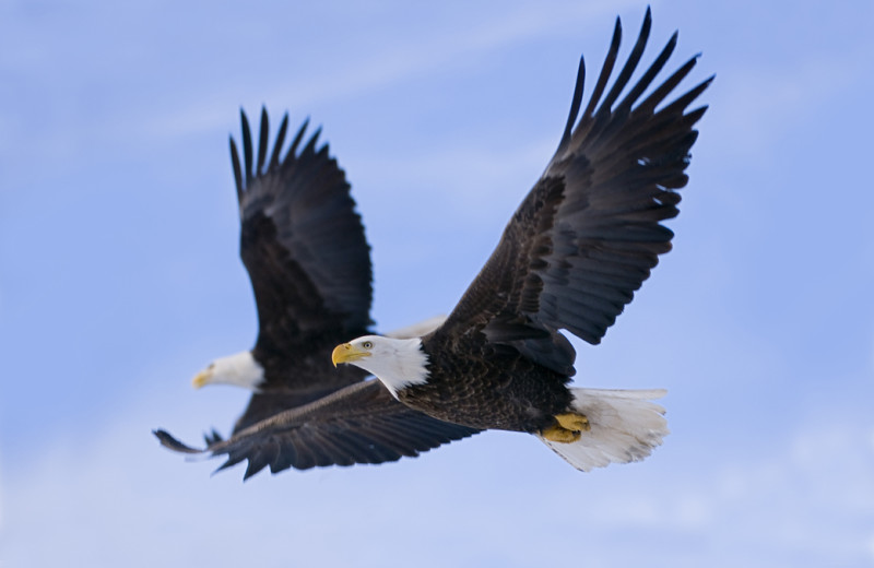 Eagle at King Salmon Lodge.