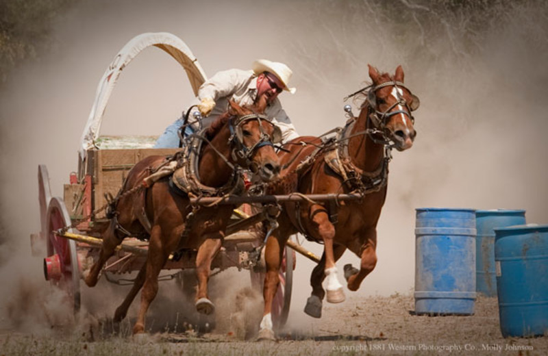 Horse and Buggy at Twin Elm Ranch.