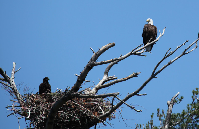 Bald eagles at Arcadia Coves.