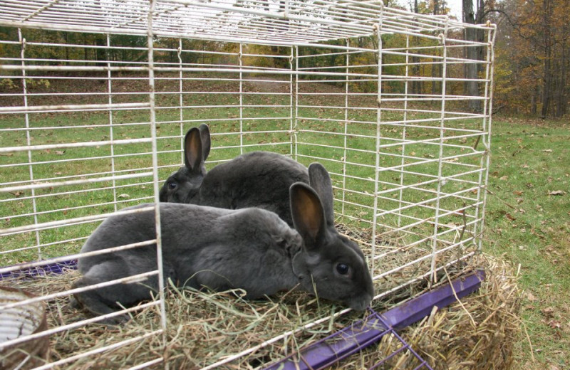 Animal Show at Glen Falls House