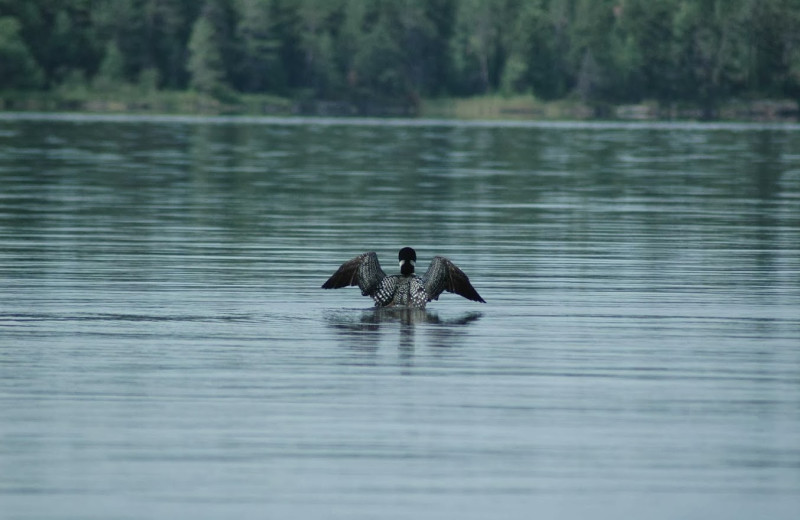 Loon on the lake at Rainy Lake Houseboats.