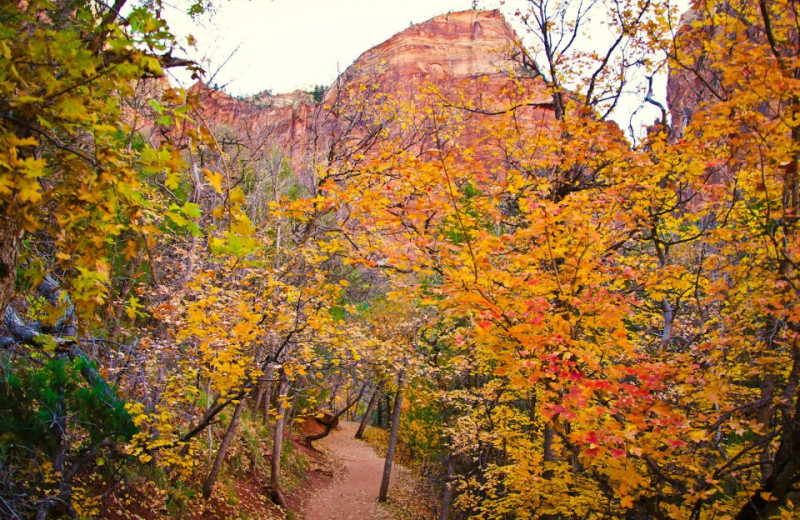 Fall colors at Zion Mountain Ranch.