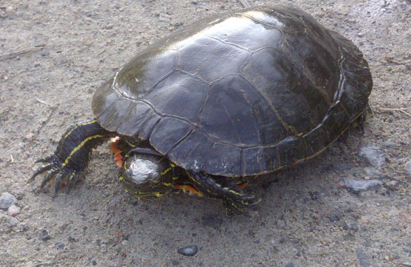 Turtle at Dogtooth Lake Resort.