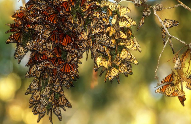 Monarch migration near Monarch Resort.