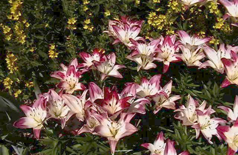 Spring at The Feathered Star B&B