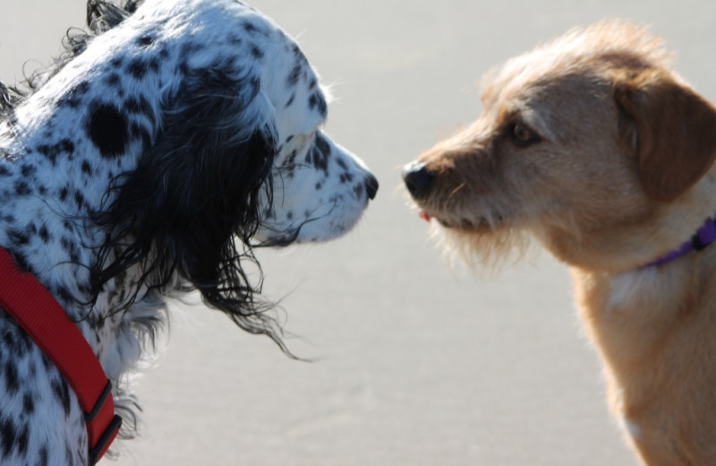 Pets welcome at Oak Island Accomodations.