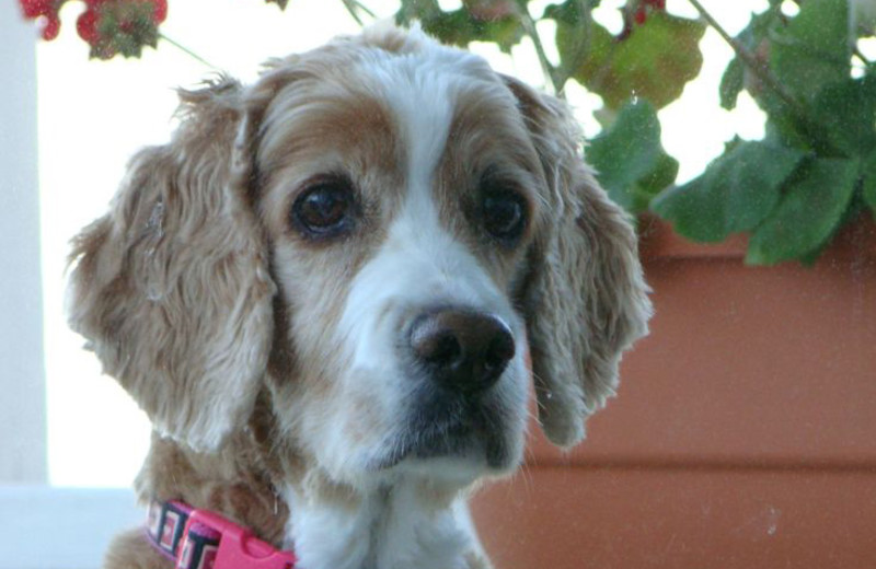 Pets welcome at Belfast Breeze Inn.