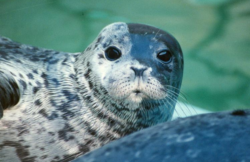 Seal Pup at Brentwood Bay Lodge 