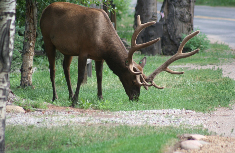 Elk at Misty Mountain Lodge.