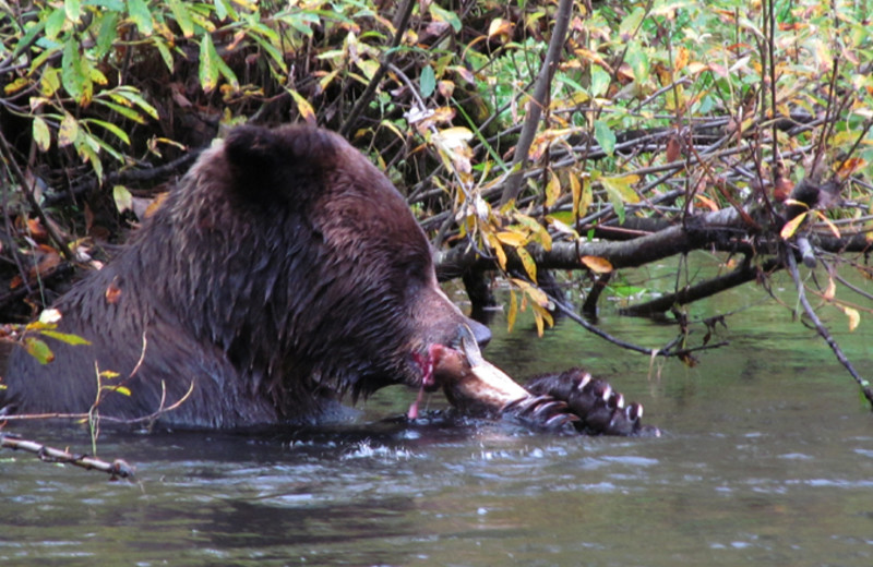 Bear at Glacier Bear Lodge.