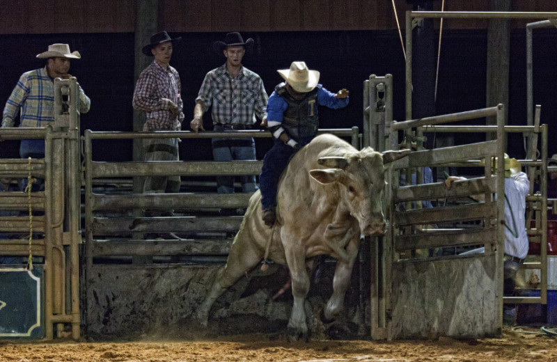 Bull riding at Westgate River Ranch Resort & Rodeo.